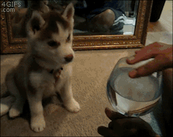 batter-sempai: thetrailmixteapot:  ulfric-ulfprick:  godotal:  hkirkh:  Confused husky pup  He’s not expressing confusion, he’s tilting his head for better sound localization. While having an ear on each side of the head is good for lateral echolocation,