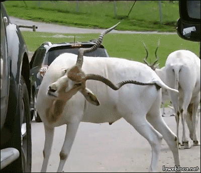 Goat Scratching It’s Butt With It’s horn