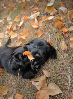 dreamingwith0utlimits:  Image via We Heart It http://weheartit.com/s/TLdoKRwN #animals #autumn #blacklab #dogs #fall #leaves #puppies 