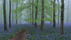 wanderthewood:  Misty morning at Dockey Wood, Hertfordshire, England by Charlie Packard