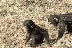 shidknee:  evelynhollow:  sad-broken-andneverenough:  beyond-the-limitations-of-me:  redxluna:  pretentiousprince:  apsychedelicdoomcult:  Chimps do it for the lulz also  I JUST WANT TO KNOW WHAT THAT FUCKING ALIEN SPIDER THING IS ON THE MAMA CHIMP’S