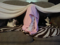 awwww-cute:  My neice made a fort for her cats 