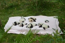 awwww-cute:  Baby pandas sleeping outside on a mattress (Source: http://ift.tt/29wbpUO) 