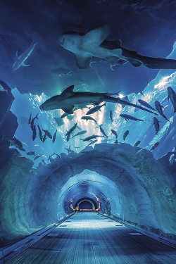 reals:  Dubai’s Aquarium Tunnel | Photographer 