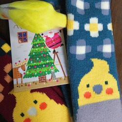 parrot-post:  I received these warm and cushiony cockatiel socks as a present! :) 