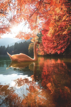 lsleofskye: A swan swimming in a pond dyed with autumn leaves | daisukephotography