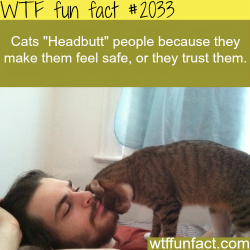 wtf-fun-factss:  Why Cats “Headbutt” people - WTF fun facts