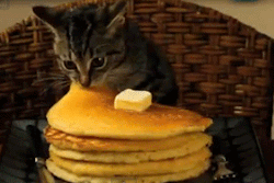 thefaultsinmyfandoms:all-four-cheekbones:daftwithoneshoe: Shut up. I needed a kitten stealing a pancake on my blog.  Honestly, if you don’t need a kitten stealing a pancake on your blog, it had better be because you already have a kitten stealing a
