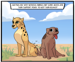 cezarywho: madlori:  tastefullyoffensive: by Xergion This is true! The zoo where I volunteer (the illustrious Columbus Zoo &amp; Aquarium) was one of the pioneers of this program. Our zoo is known for raising cheetah cubs. Cheetahs have a terrible infant