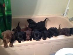 lulz-time:  My friend’s dog had 14 puppies. This is how they’re kept out of trouble while she cleans the house. 