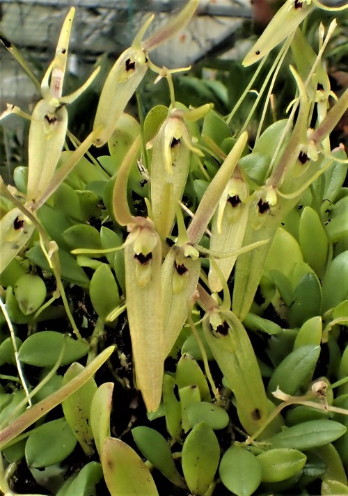 orchid-a-day:Barbosella cogniauxianaSyn.: Restrepia cogniauxiana; Pleurothallis spegazziniana; Restrepia porschii; Barbosella porschii; Barbosella handroi; Barbosella riograndensisOctober 3, 2021