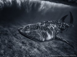 lifeunderthewaves:  Whale Shark - Face To Face by thomasmarufke Whale Shark - Face To Face
