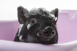 dailypiggie:  #196 bath time you little piggy :3   @slbtumblng X3