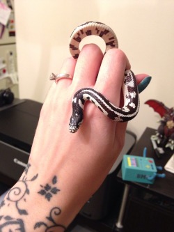 stringmouse:  Lydia is getting so big! My long baby!   THIS MAKES ME SO EXCITED! I WAS FINALLY ABLE TO GET MY NANA TO AGREE TO LET ME HAVE A SNAKE AS LONG AS ITS A SMALL ONE THAT CAN&rsquo;T EAT HER TINY DOG! I WANT ONE SO MUCH!!