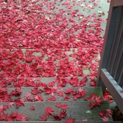 It sorta looks like a computer background. My front steps this morning covered in gorgeous red leaves. #seasons #leaves #fall #autumn