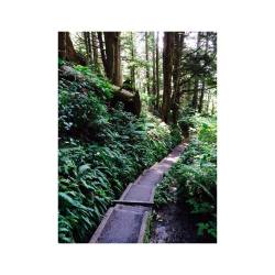 ðŸŒ² today&rsquo;s wanderings #washington #seattle #nature #forest