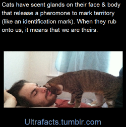 ultrafacts:  Cats release these pheromones from glands in their cheeks, chin, and their paw pads(known as feline facial pheromones). What your cat intends to communicate will determine which gland your kitty uses to “mark” with. These pheromones are