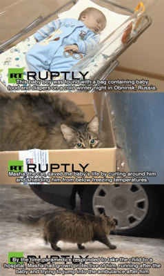 dendritic-trees: booty-uprooter:  asryakino:  srsfunny:  Masha The Hero  They forgot the part where the ambulance actually stopped to let the cat in   oh good I was worried  What a good cat. What a kind cat. How can anyone not love cats they are so good