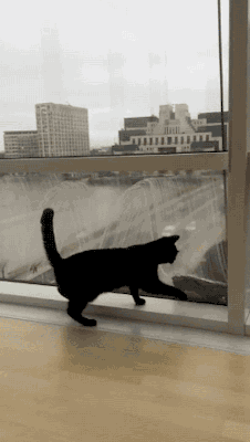 gifsboom:  Video: Cat Makes Friends with Window Washer 