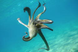 thelovelyseas:  Octopus Vulgaris by serdarsuer on Flickr.