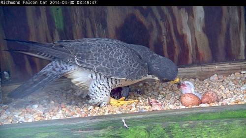 An image of the female peregrine falcon feeding the chick
