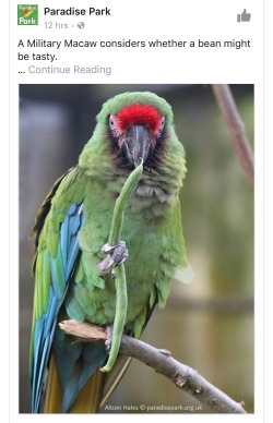 cat-birb: warmleveret:  megurashka: a military macaw considers whether a bean might be tasty What’s the verdict   