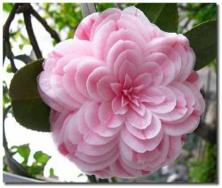 dansecoppelia:Speaking of pretty flowers, may I present to you the “Eighteen Scholars”, the flower of my heart-a variation of Camellia japonica L. Its uniqueness lies in the layers and layers of petals-one flower can hold as much as 130 petals.Named