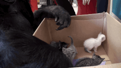 gifsboom:  Video: Meet Koko’s New Kittens.