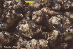 biodiverseed:  SUNCHOKES VS. POTATOES  Which is the Better Permaculture Crop? 1. Highest Edible Yield: Sunchokes Sunchokes yield 2.5 kg or more of edible tubers per plant Potatoes yield around 1 kg of edible tubers per plant 2. Most Useful: Sunchokes