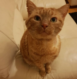 cursedcatimages:  colleenthoughts:  help my friend Cheyenne’s Cat!  GUYS this is trevor, a three-year old rescue cat, who is suffering from an injured leg. tonight when my friend cheyenne came home from work, she discovered he had broken his left front