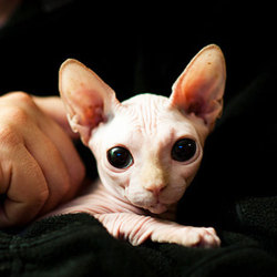 disasterouss:  I didn’t even like hairless cats until I saw this picture.   I always liked them. They&rsquo;re so weird.