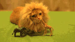 torninlove:  unimpressedcats:  King of the jungle  Cute 