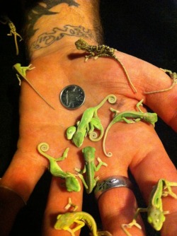 bluecoati:  lolshtus:  Tiny baby chameleons…  NnnooooOOoooo 