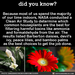 did-you-kno:  Because most of us spend the majority  of our time indoors, NASA conducted a  Clean Air Study to determine which  common houseplants are the best for  filtering harmful toxins like ammonia and formaldehyde from the air.   **Please note: