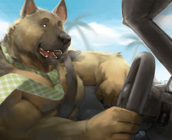 ralphthefeline:German Shepherd is driving on his fancy convertible car with wind on his fur~He better watch out where he’s going instead of looking at you~