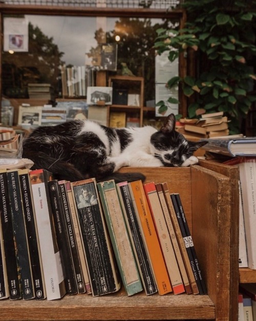 animals-addiction:My two favorite things in the world cats and books 