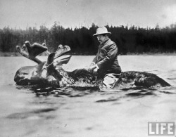 Theodore Roosevelt on the 1900 presidential election campaign trail, riding a moose thru water.