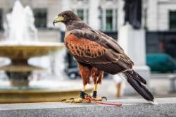 stunningpicture:  The reason why pigeons disappeared from Trafalgar square 