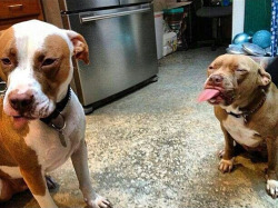 michael-ar05:  Look at these pitbulls fighting. Scary 