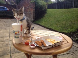 clairium:  funny cat eat a macdonald 
