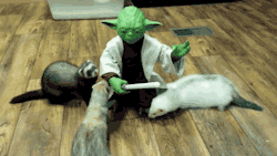 gifsboom:  Star Wars a ferret saga. [video] [DWisen]   great with the force these ferrets are