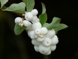  thepoisondiaries - Symphoricarpos albus, or the snowberry plant, produces small white berries that contain toxins known to cause vomiting. Their extreme pallor has led them to be called ‘Corpseberries’ and described as food for wandering ghosts.