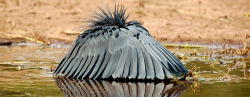 ursulatheseabitchh:  pardonmewhileipanic:  detectivedeathmachine:  for-science-sake:  The Black Egret is a species of bird that occupies African, coastal streams, rivers and flats. They use a unique and effective fishing strategy called Canopy Feeding.