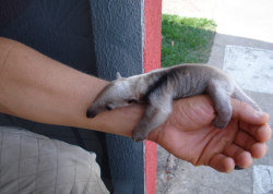 everyday-tourist:  garbage420:  look at this baby anteater   AWWWW