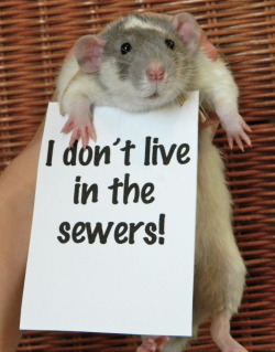 godtricksterloki:  I can’t wait to have a pet rat of my own.  I want 1 too.