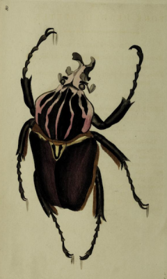 nemfrog:“The fork-headed beetle.” The naturalists’ miscellany. 1789.