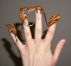 mrkittensworth:  a-fucking-nuisance:  I was trying to get a photo of all of my baby crested geckos on my hand and I managed to get very lucky with my timing, this is quite possibly the funniest photo I’ve ever taken.  :v