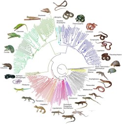 reptilefacts:  rhamphotheca: First Large-Scale DNA Barcoding Assessment of Reptiles in the Biodiversity Hotspot of Madagascar, Based on Newly Designed COI Primers  [2012]  DNA barcoding of non-avian reptiles based on the cytochrome oxidase subunit I
