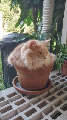 the-southern-dandy:The orange shrub-cat requires many pets to grow big and strong. Contrary to other shrubs, this shrub is deeply adverse to being watered.