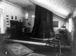 Big tree room, Cedar Cottage, 1901.